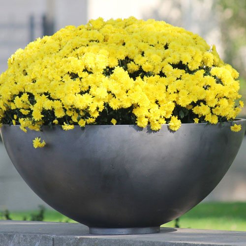 Lead Bowl with yellow flowers | Bromsgrove Garden